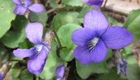 Violets growing Heralding Spring
