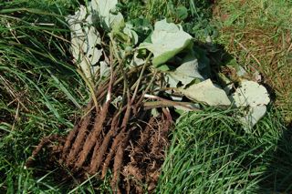 Curses and Blessings…BURdock