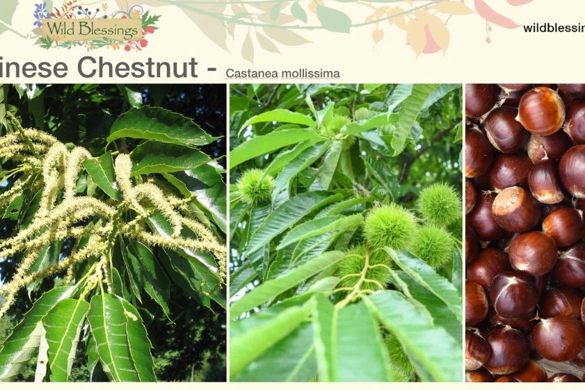Chinese Chestnut
