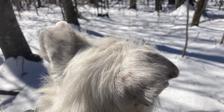 Max and I spend time alone and in quiet enjoyment of the winter world.